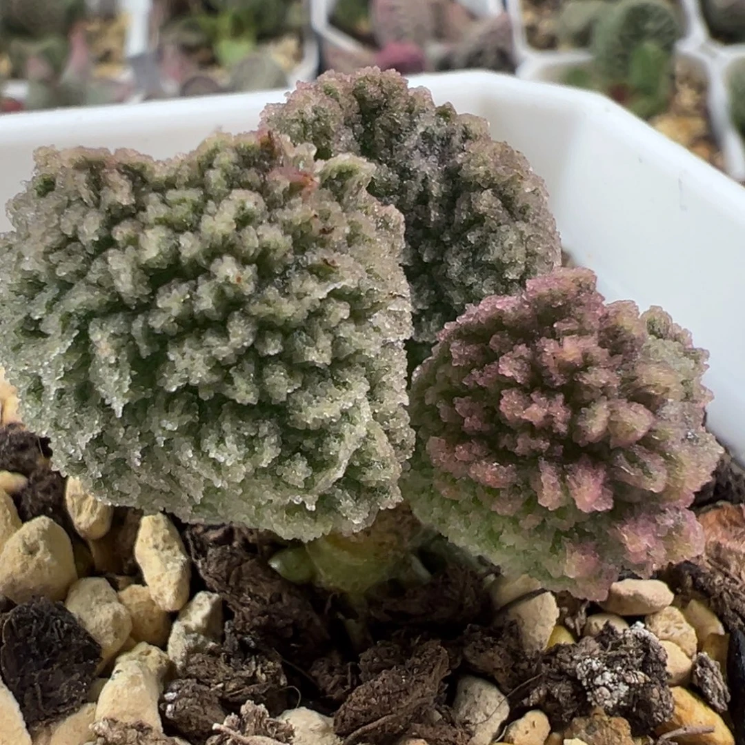 实生新品多头纯木质桩多肉植物