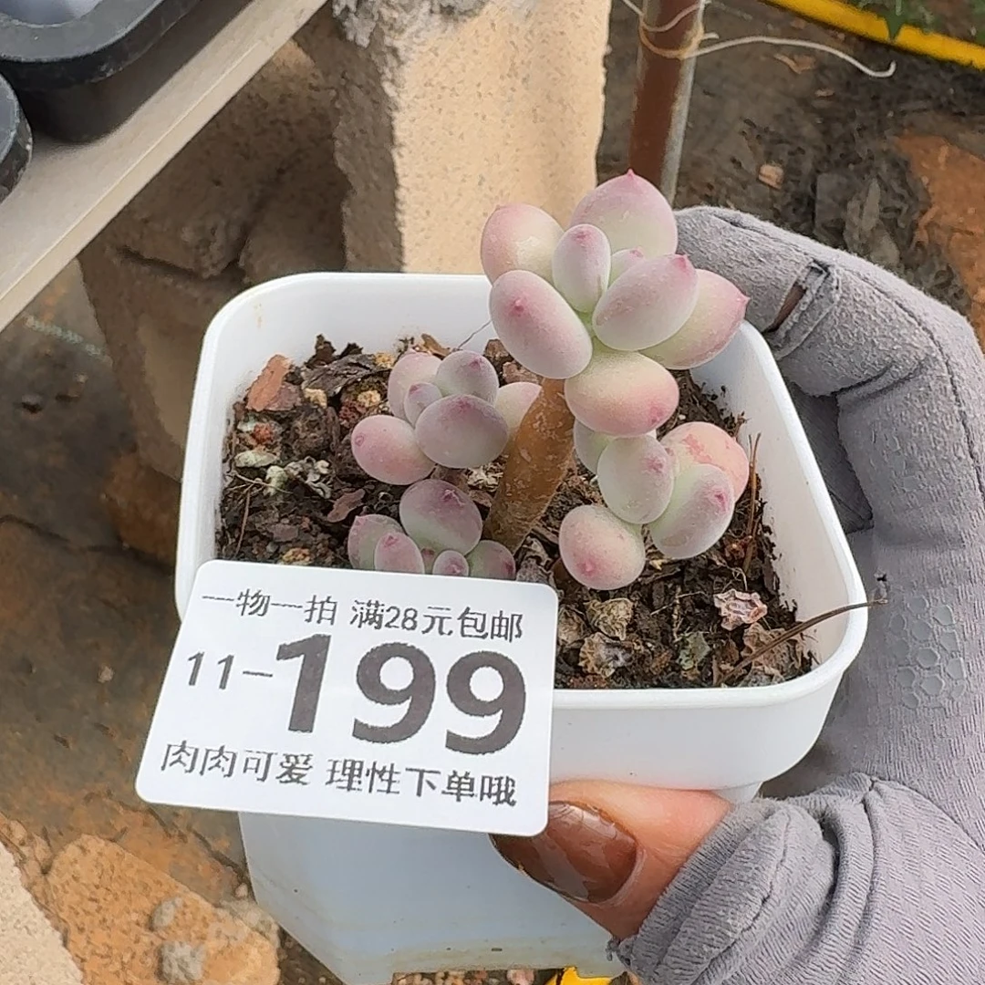 f***u苹果奶多肉无盆土发货