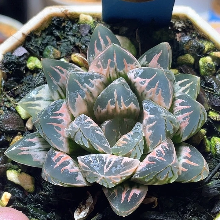 506糊斑花水晶锦特选福利