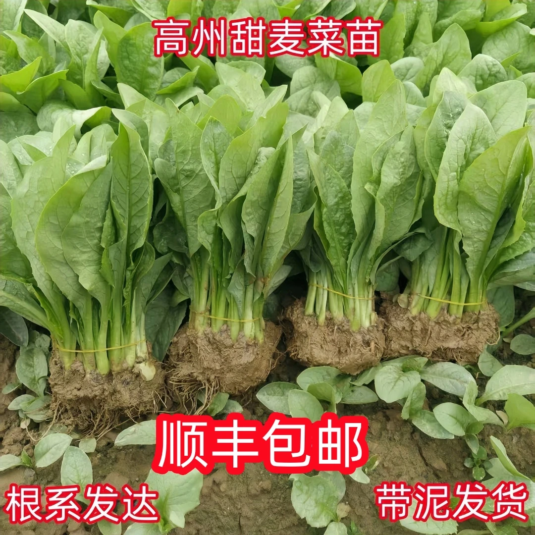 正宗高州甜麦菜软口甜脆新鲜蔬菜庭院阳台易种活四季可种