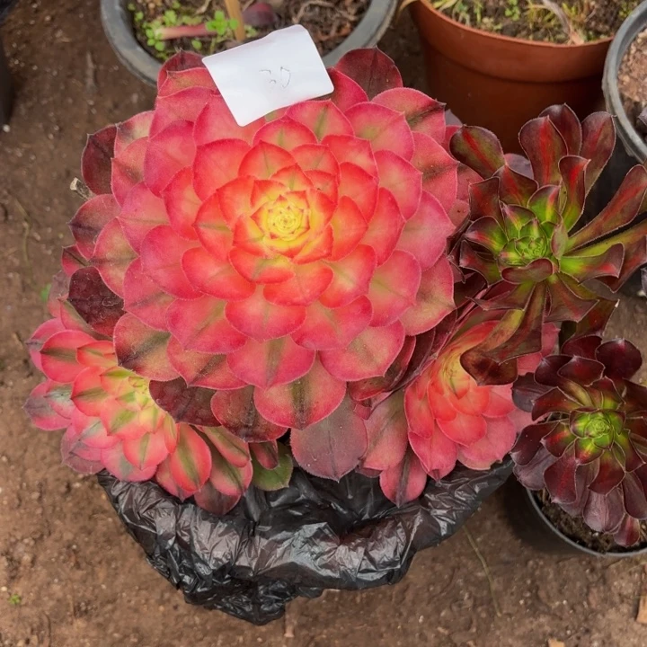 城***手云南荔枝好看30号拍拍拍