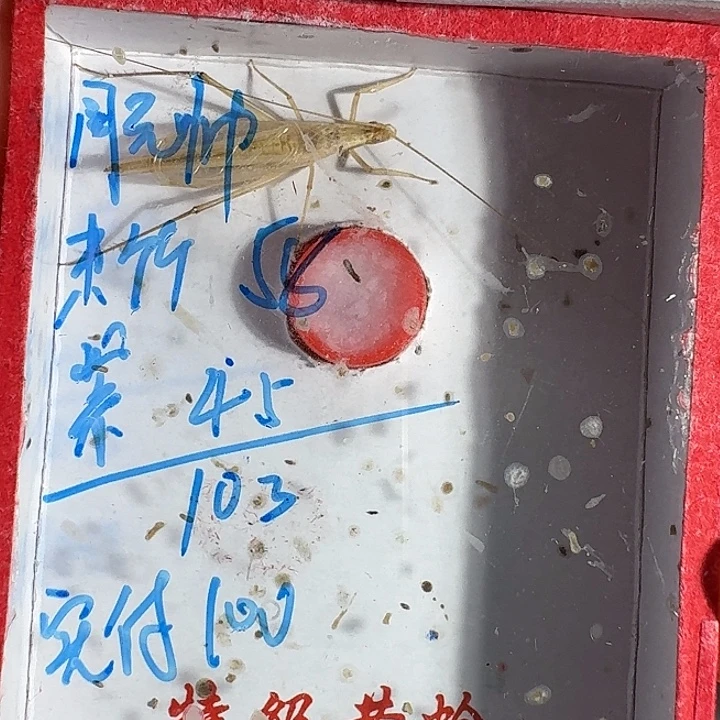 周***帅蟋蟀1111111111111111111