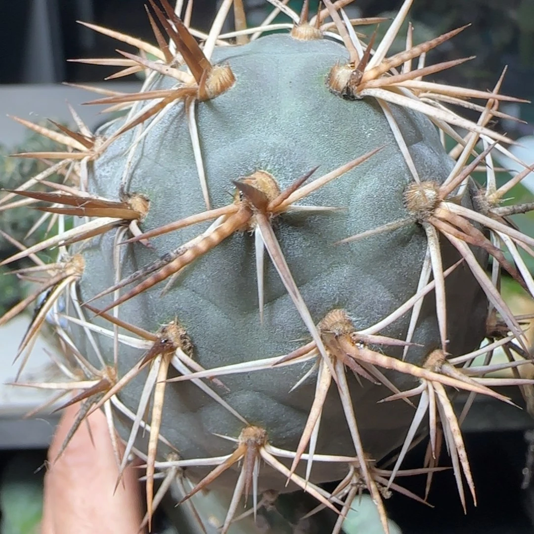 无花朵螺丝金刺水牛角带掌888