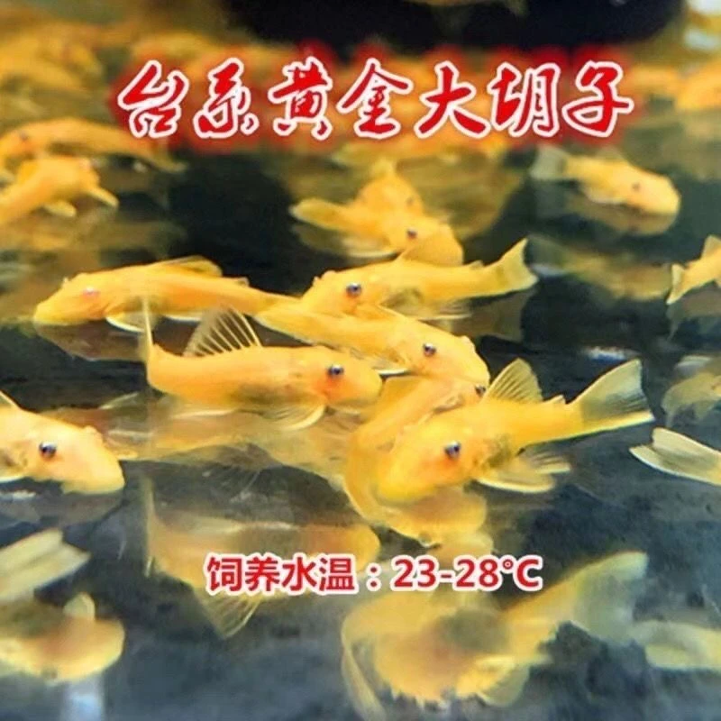 台系黄金小胡子鱼除藻底层工具鱼