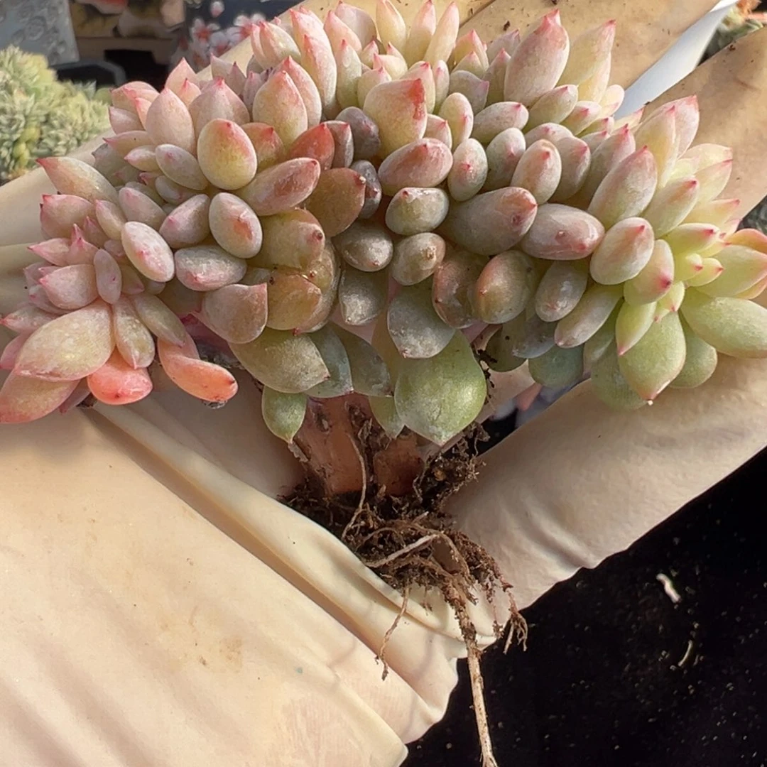 新年快乐 新年快乐