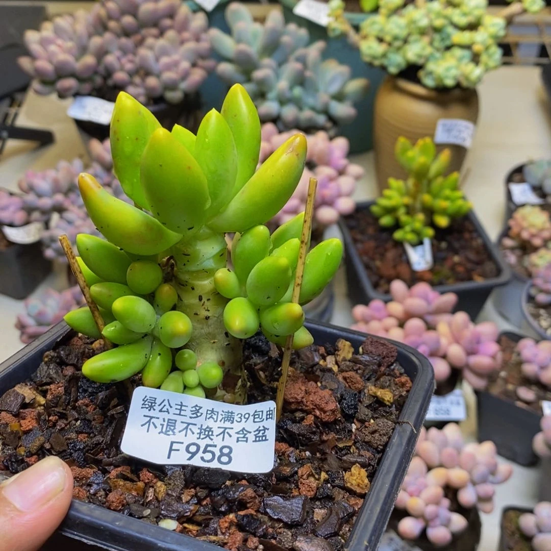 958金蟾芒果奶多肉7cm