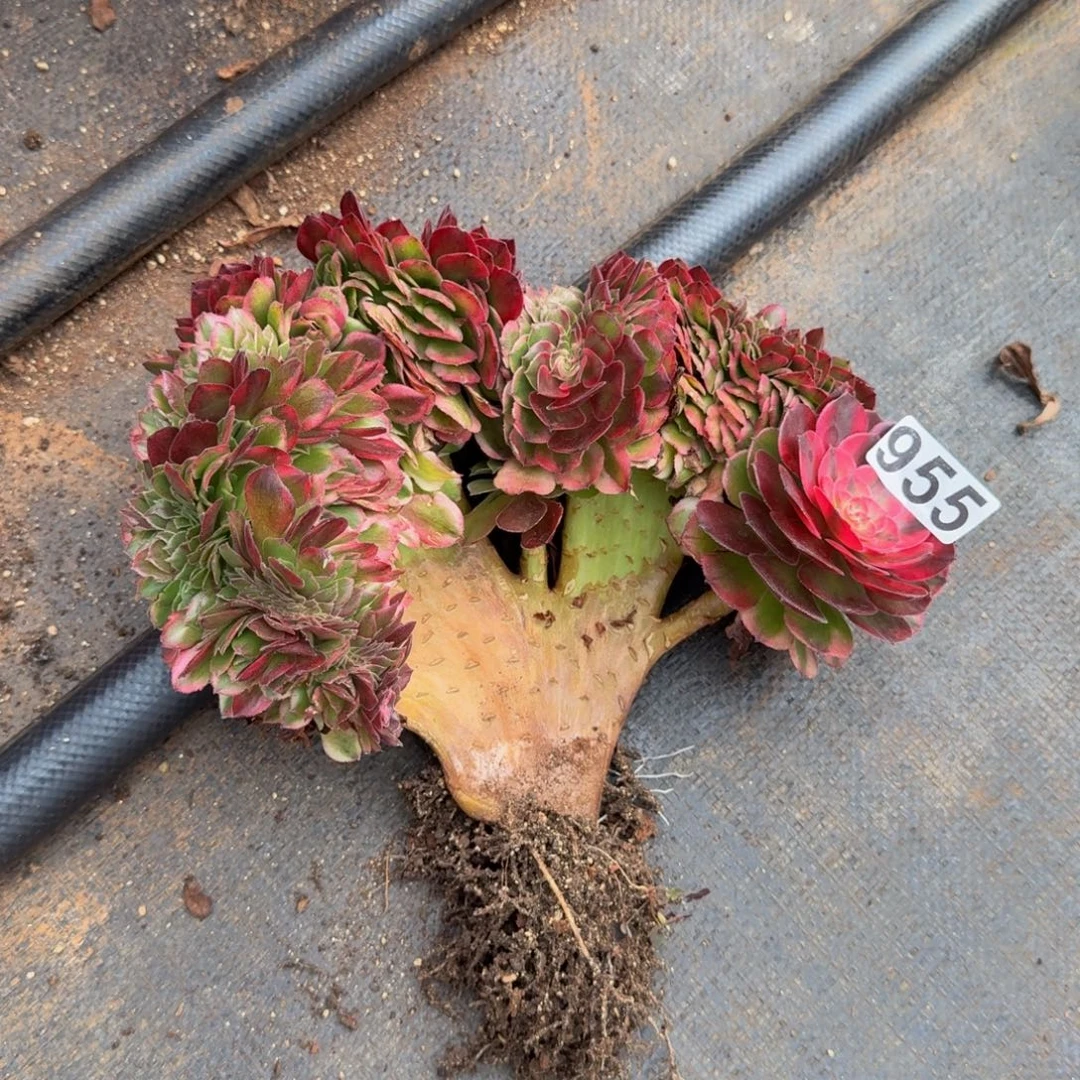 955多肉植物荔枝缀