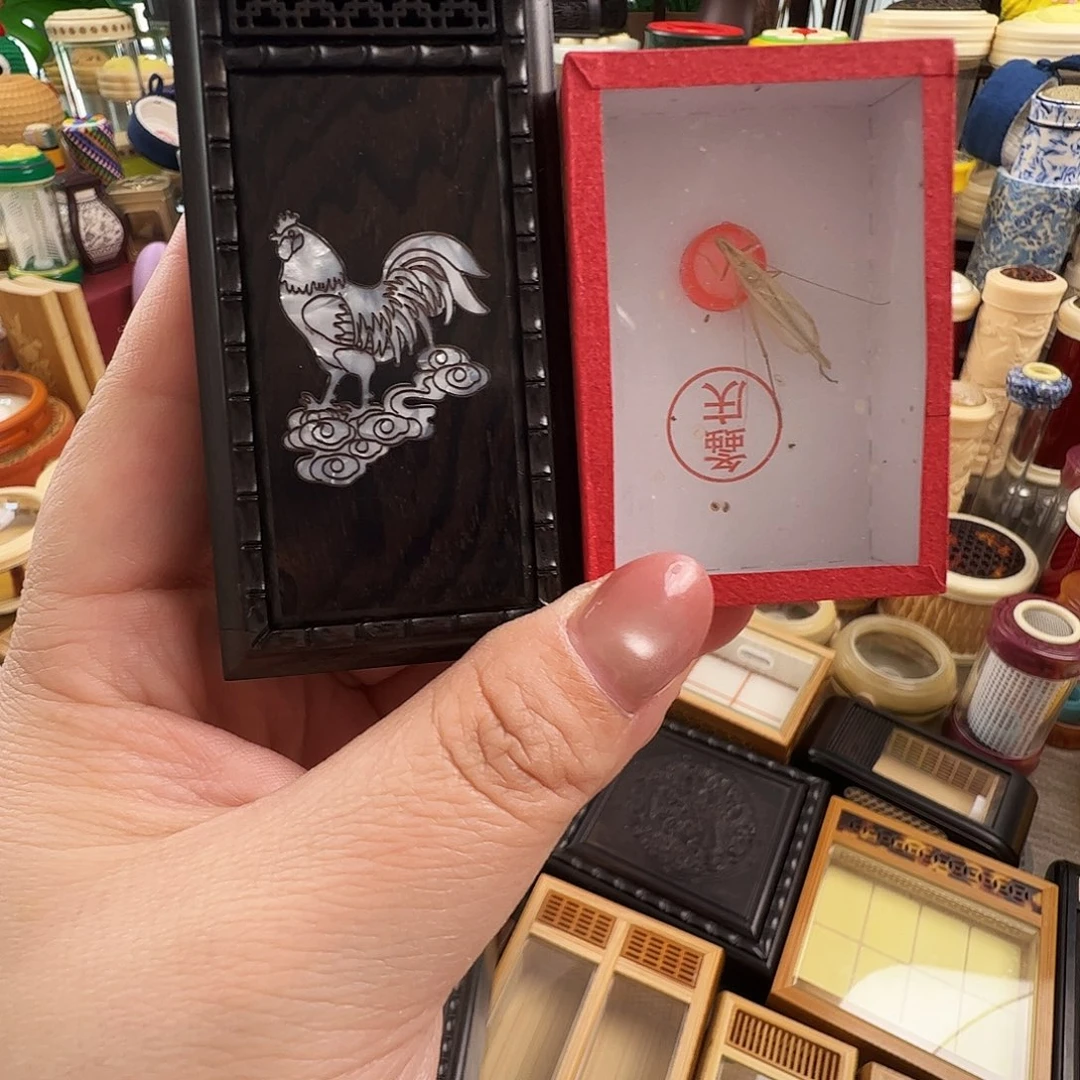 以***乐哈哈哈鸡盒子➕柬埔寨竹蛉