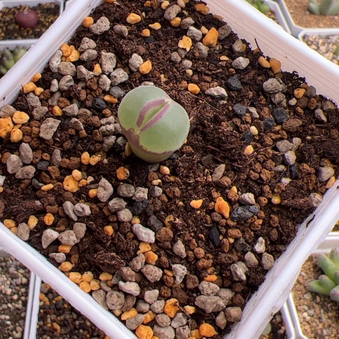 12.28粉女多肉植物47