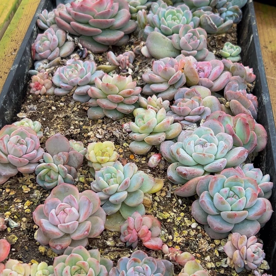 977多肉葡萄领导人的接见