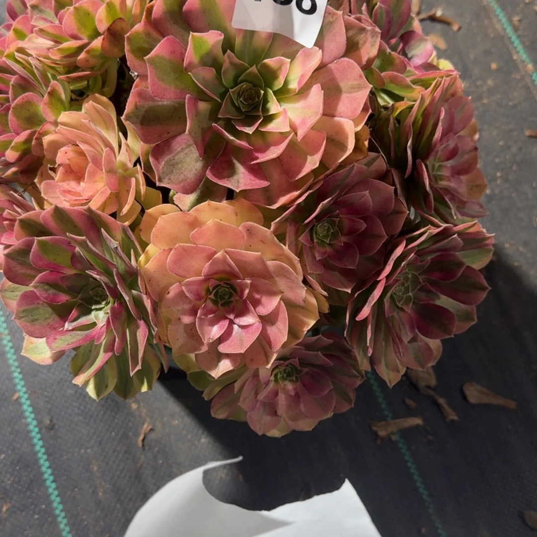 雨河多肉植物老庄168