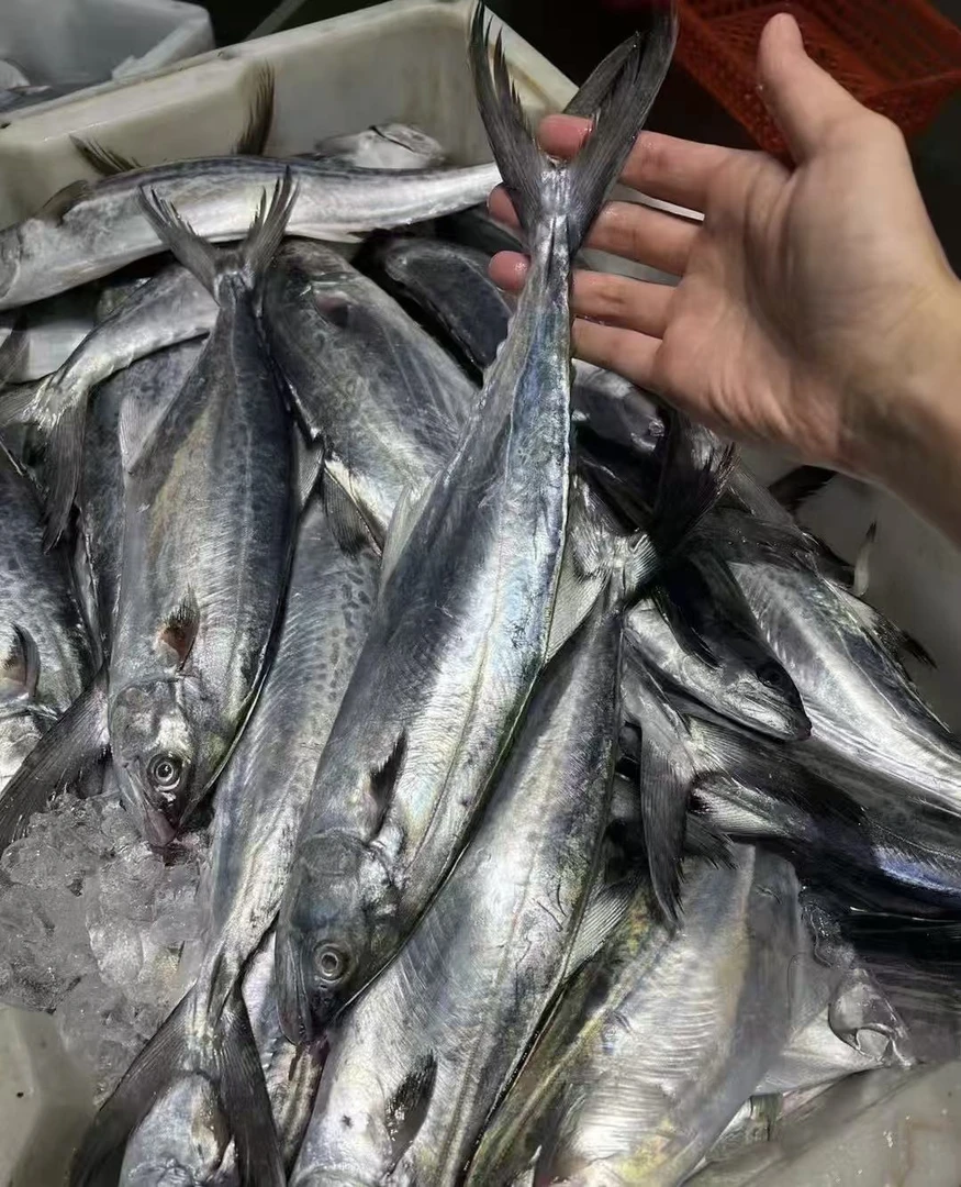 石浦小周海鲜野生扁跳鱼3斤