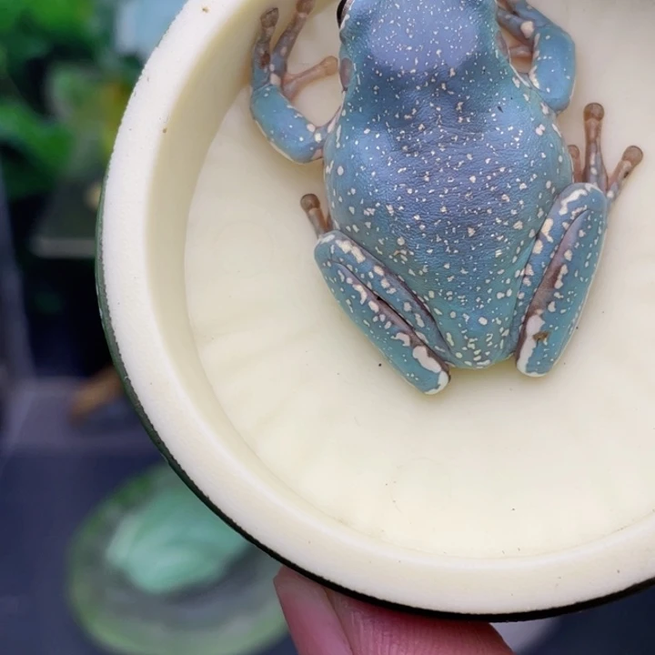 老爷树蛙6号孔雀蓝金