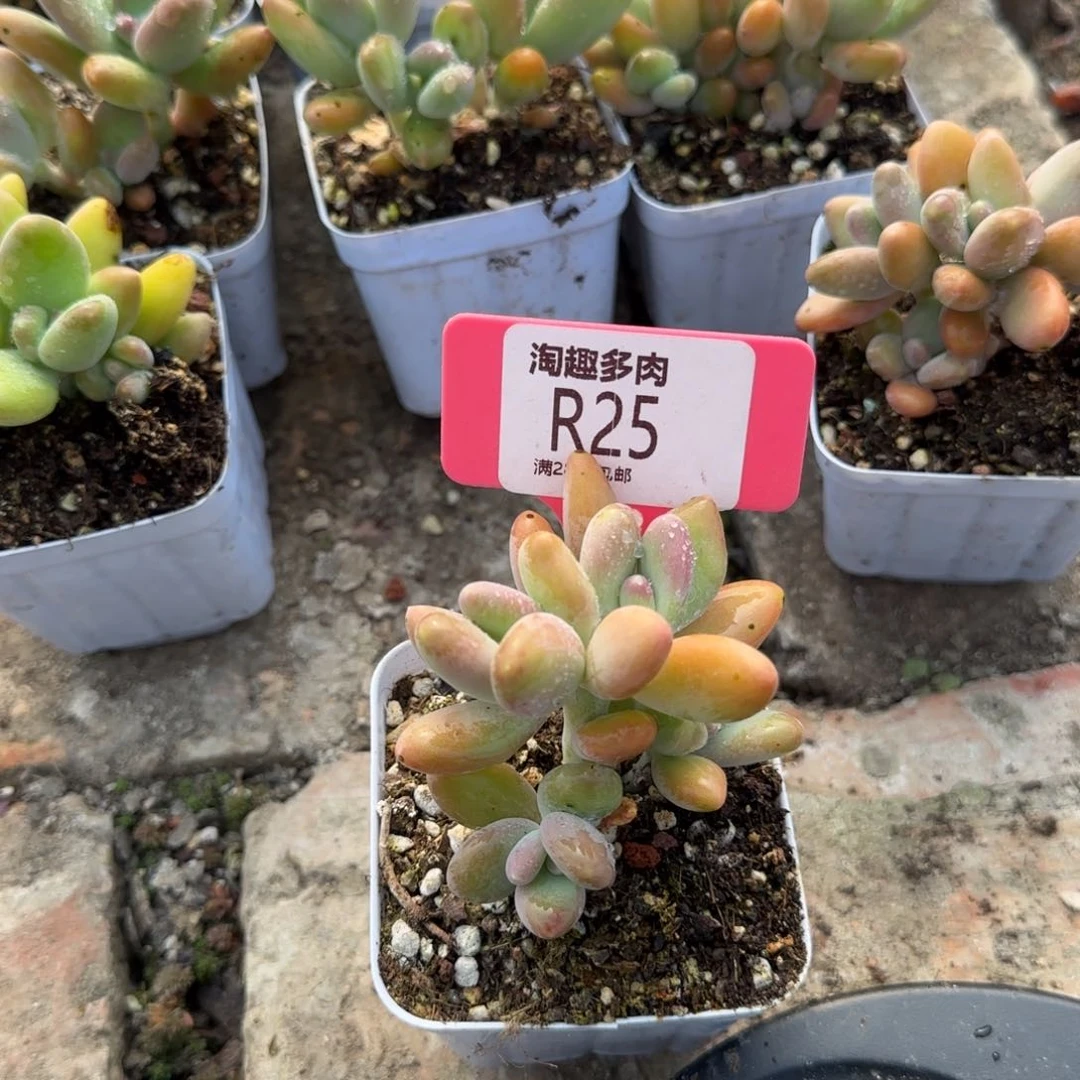 多肉植物精产美人求生