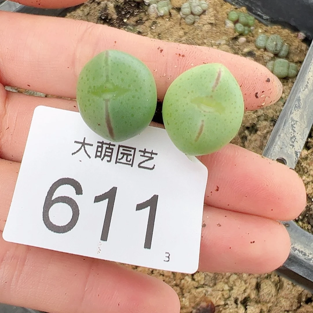 0000611量拍1410.6趴趴熊少将2颗