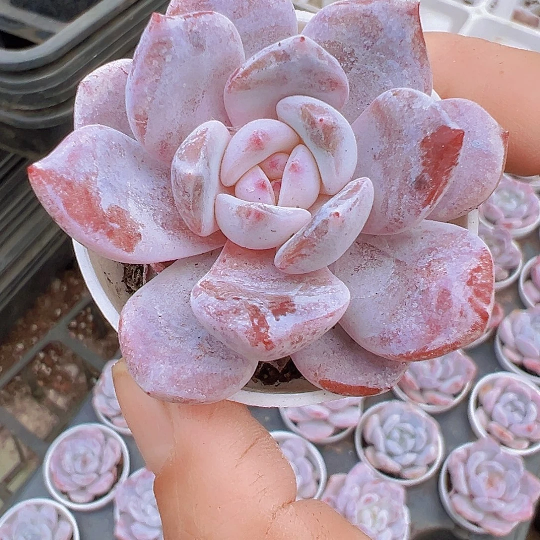 雪茶19包邮多肉植物