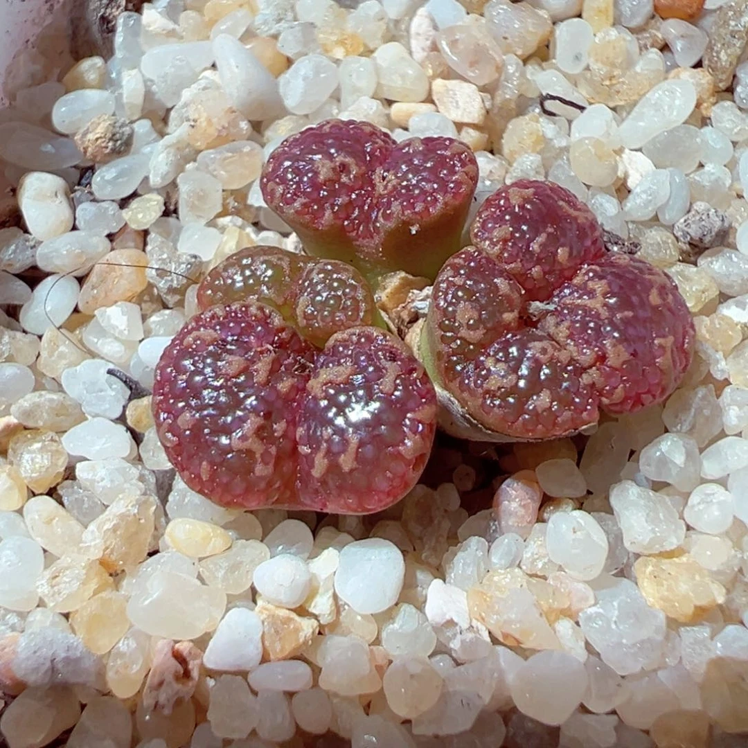 710-657多肉多肉鱼子酱