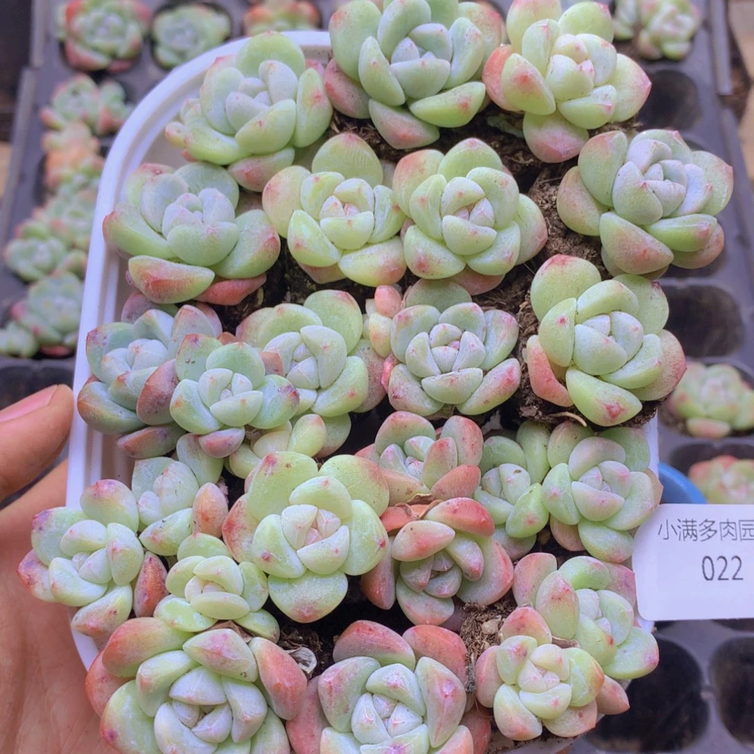 我要去看你的演唱了022