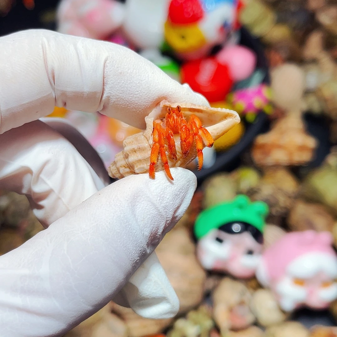 陌派有钳寄居蟹148