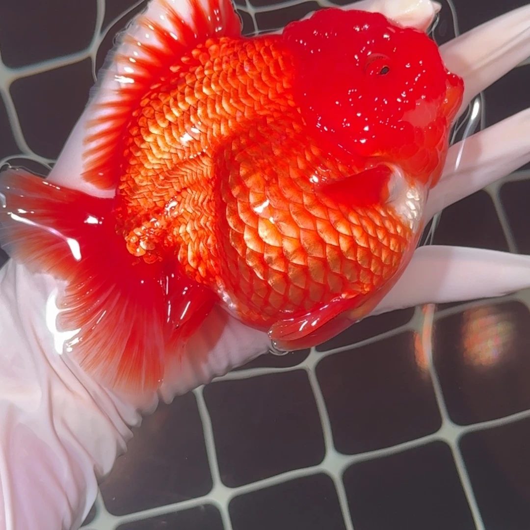 金鱼精品高货短尾将军狮