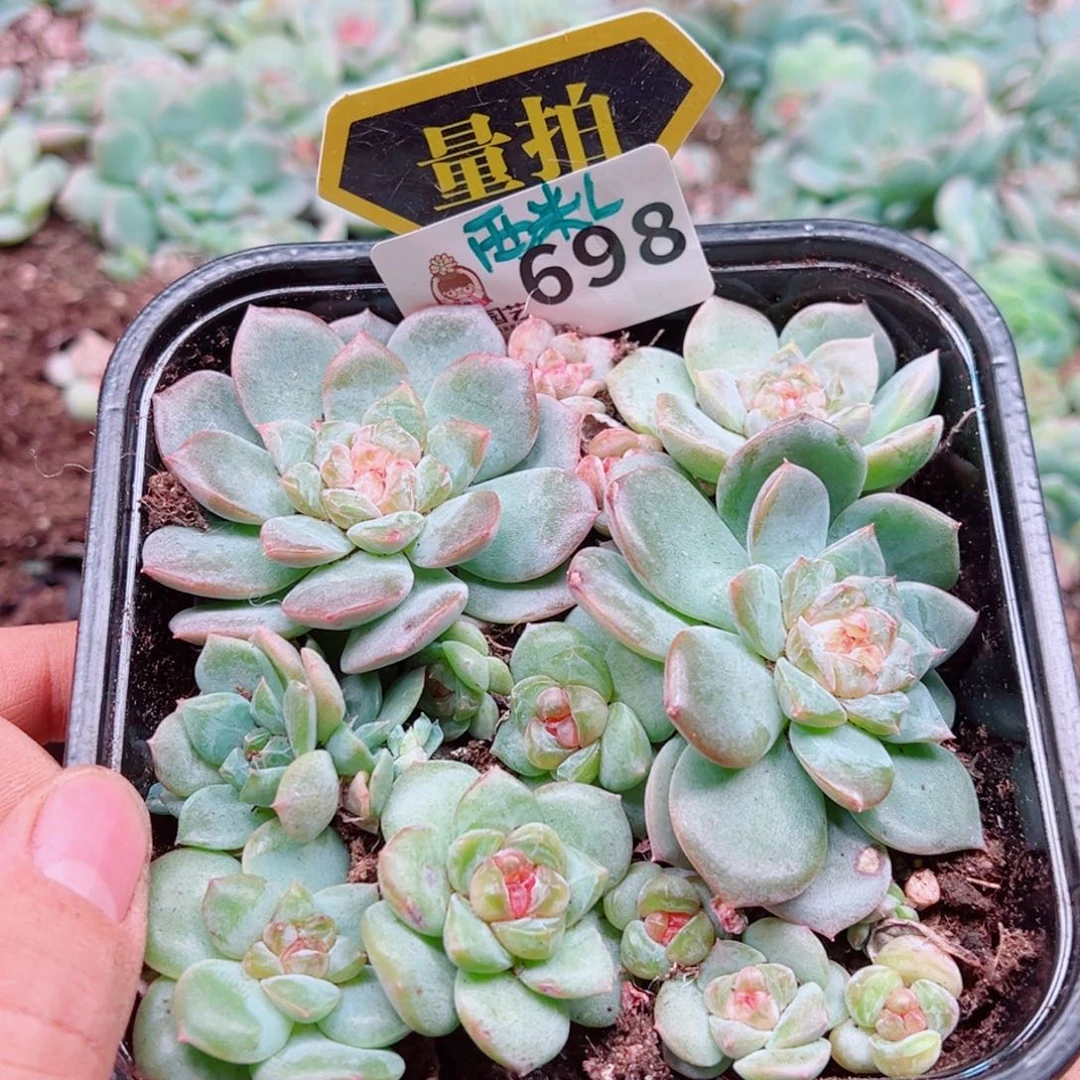 多肉植物多肉植物