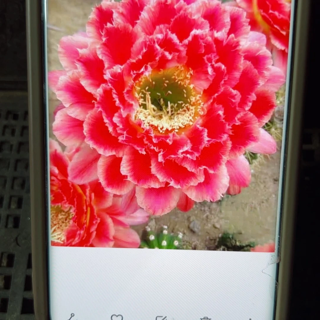 下76毛蒙娜丽莎歪侧芽4公分左右20包邮