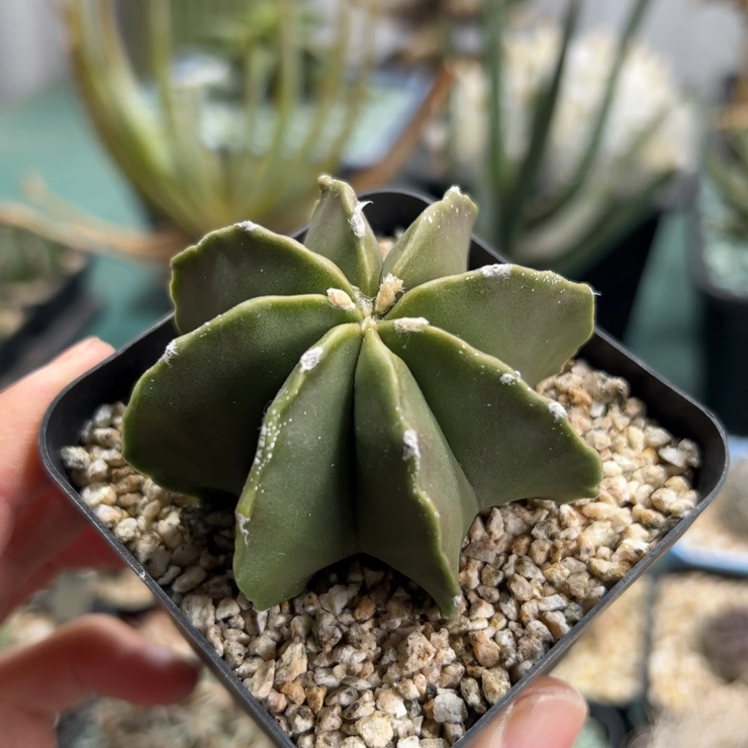 实生鸾凤玉 脱土发货多肉植物