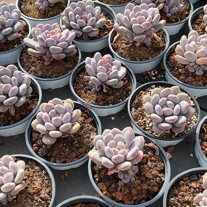 35香香雪单头 福利多多