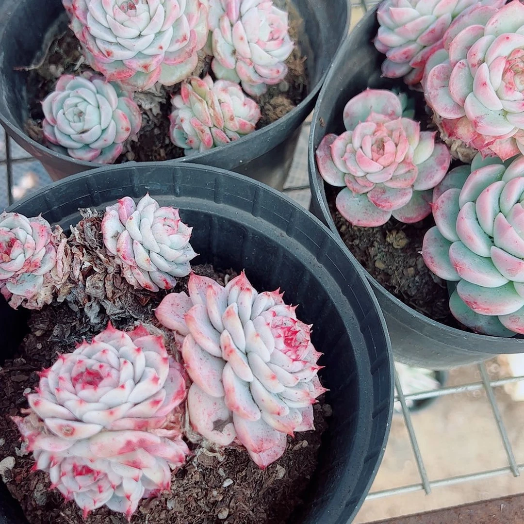 天鹅绒多头群生精品特价