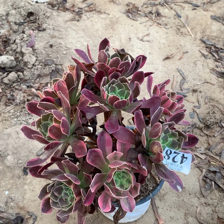 428金丝雀绣球东棚