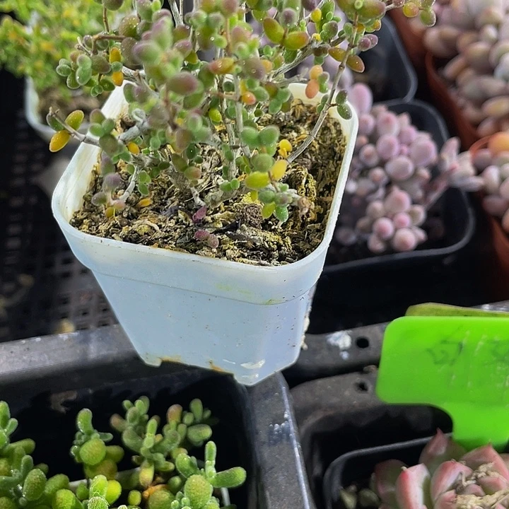 老庄糖球带哦土发