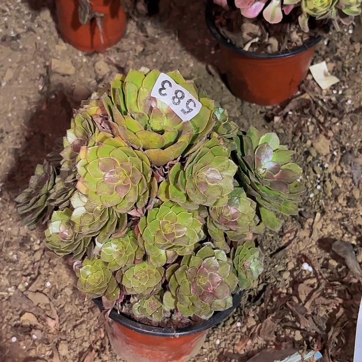 583红魔多肉植物不售后