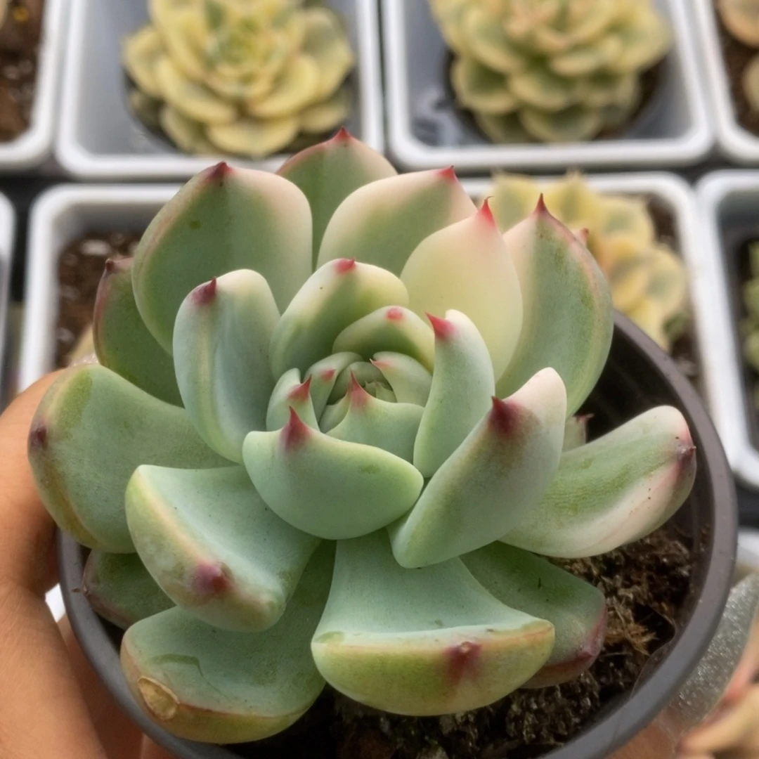 721锦锦锦锦锦锦锦锦