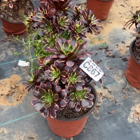 867欧嘉莉两个不包断枝