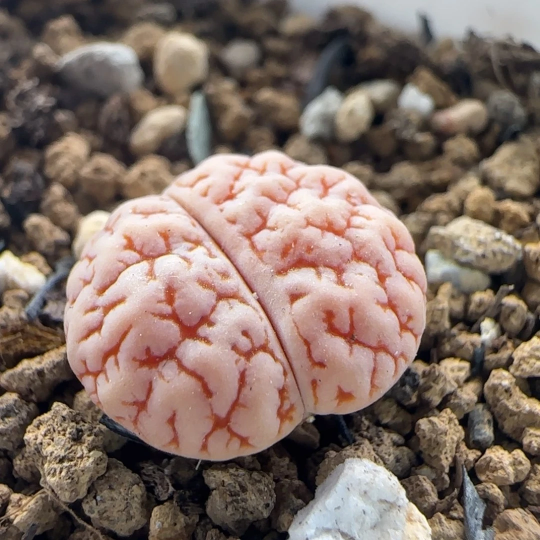 2.9.37/哈默种源189