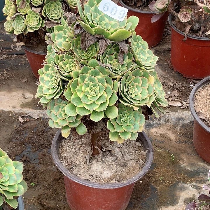 多肉植物金秋609号