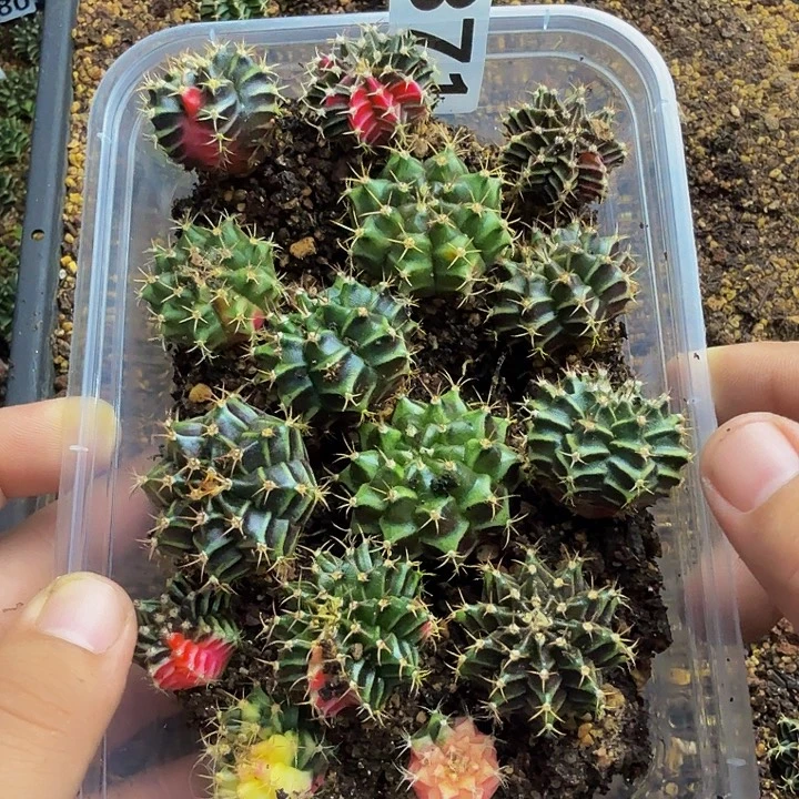 当前无花朵，栽培后可花朵871