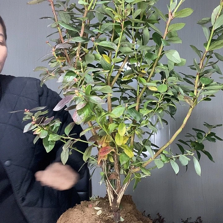 完全开放蓝莓苗带走了