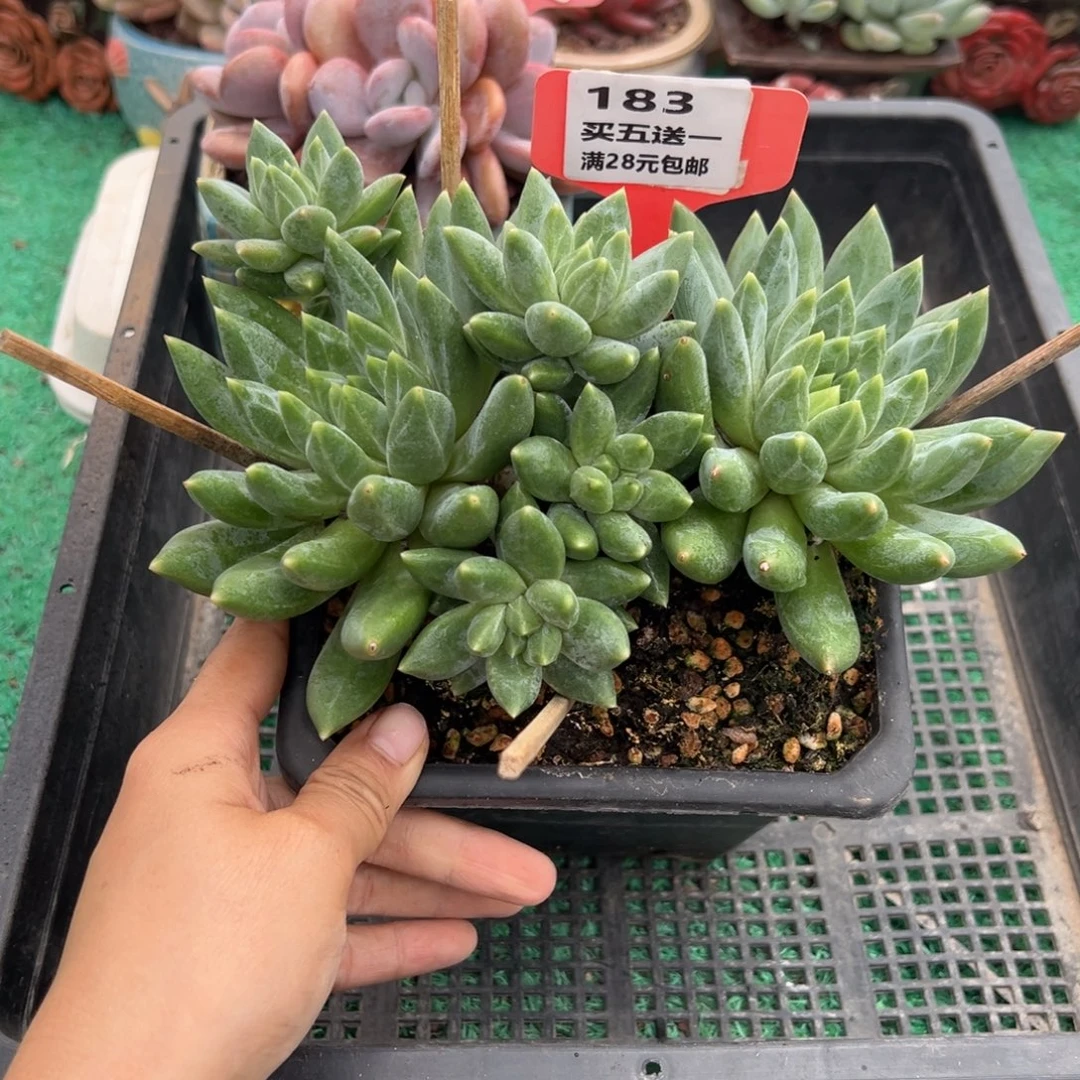 表妹精品多肉植物183.