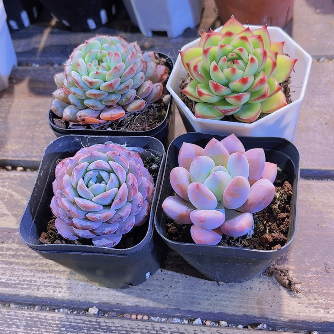 如图四盆。1111111111