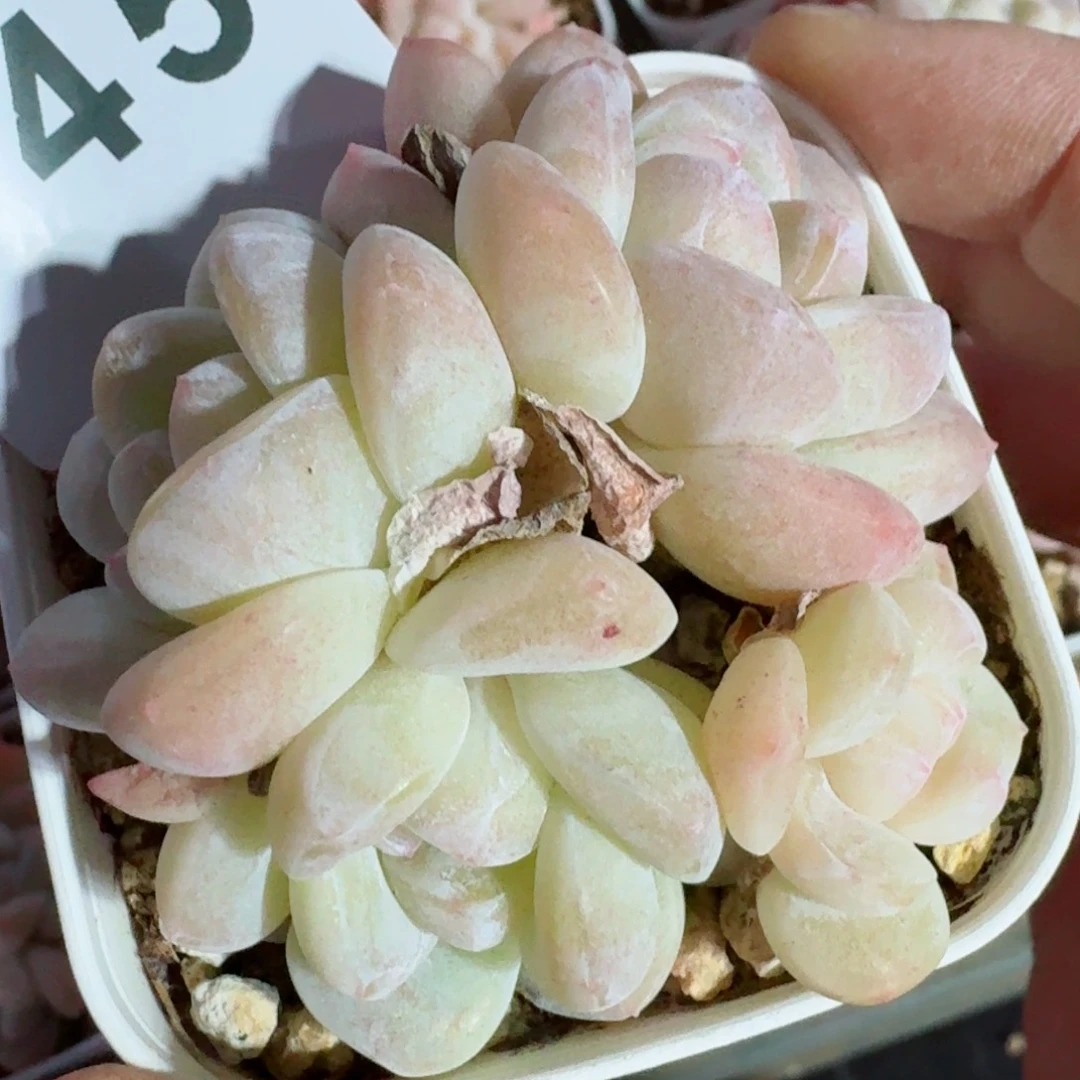 冰玉群生         精品多肉