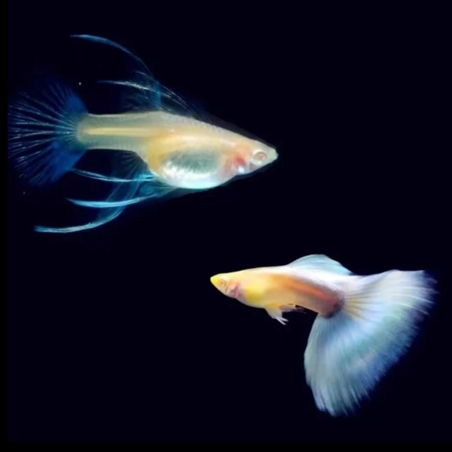 天空蓝大C孔雀鱼带肚孕母小型热带观赏鱼适合新手好养耐活