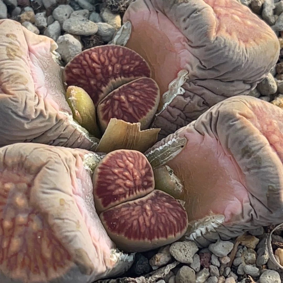 0094双头莲花红窗菊一颗