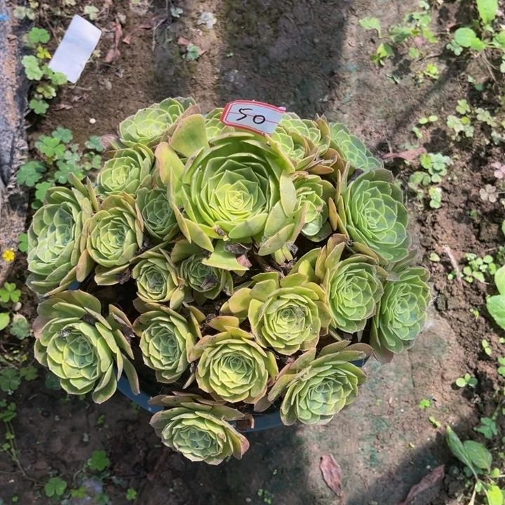 h***h50雨荷多肉植物法师