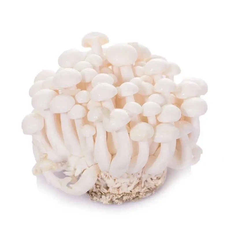 白玉菇新鲜约150g