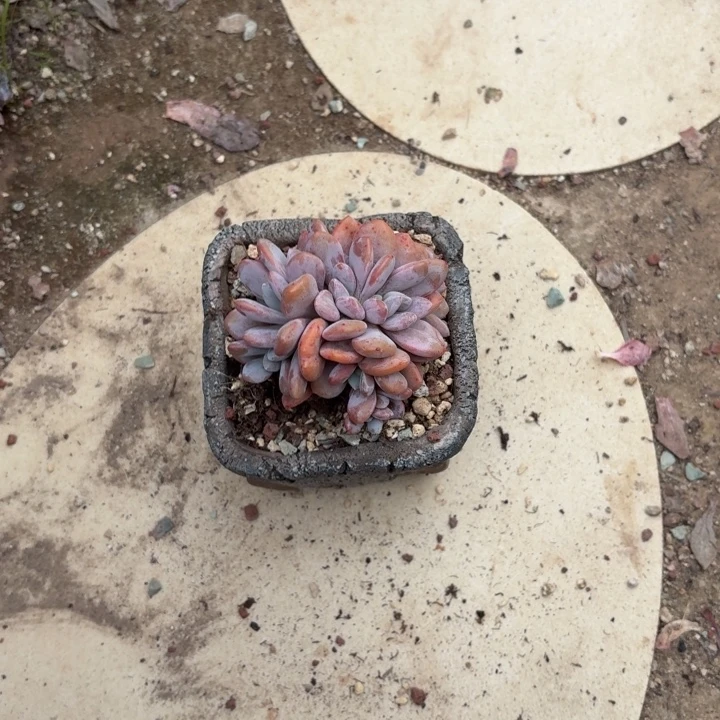 多肉植物粉兔群生朵朵
