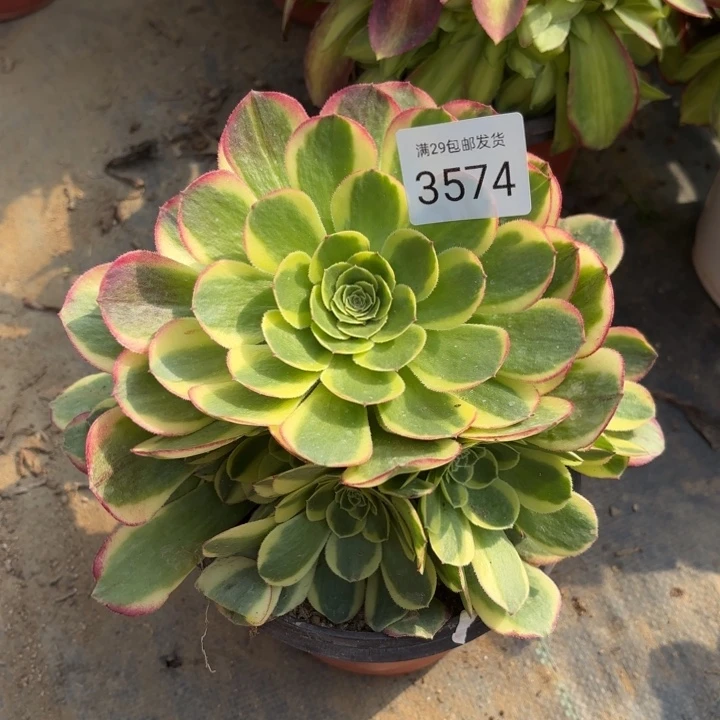 万奶白锦多肉法师3574