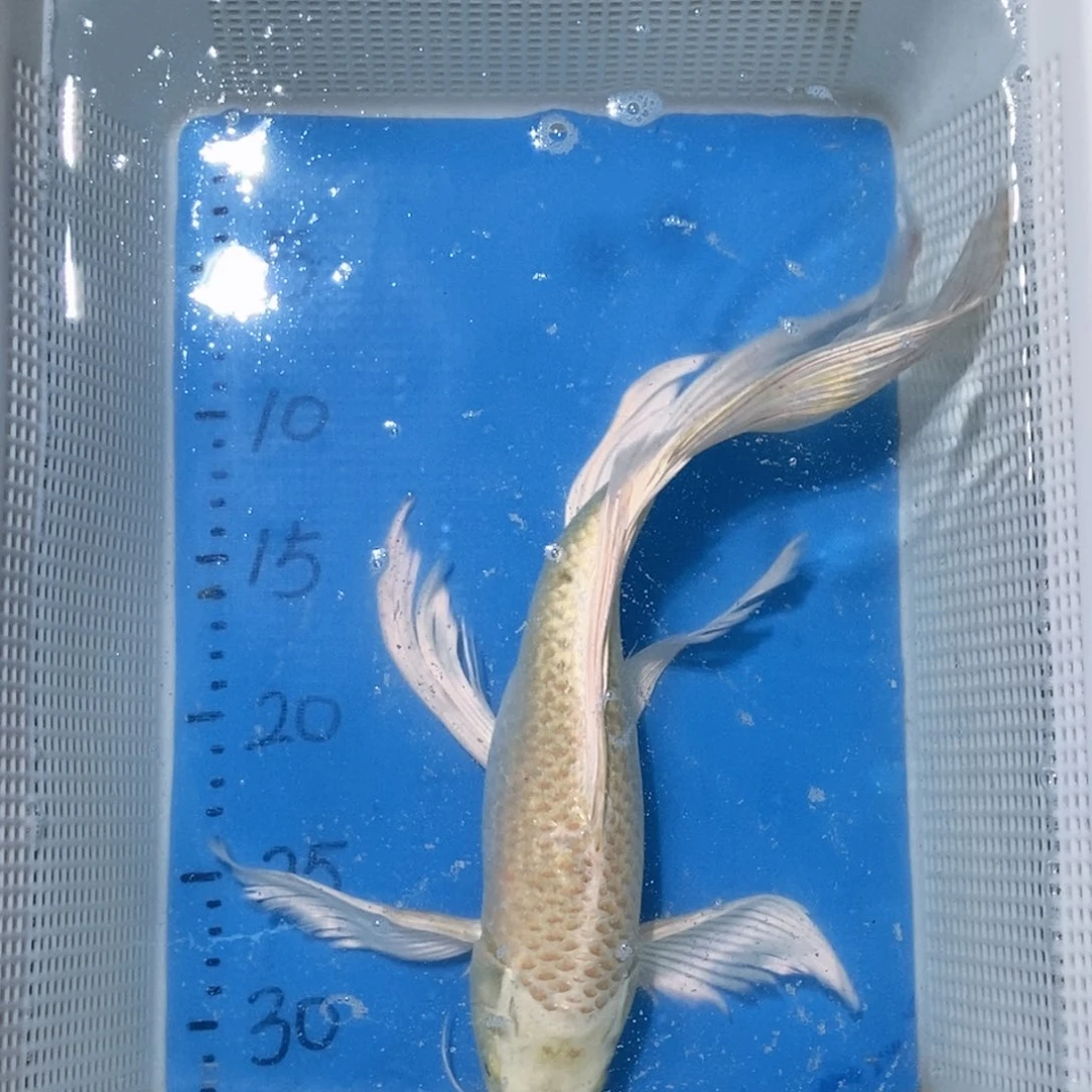 锦鲤锦鲤包邮包售后