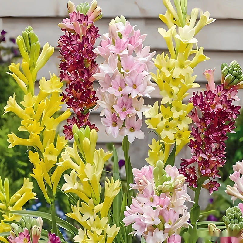 重瓣粉色晚香玉种球盆栽夜来香花苗室内外浓香花卉绿植物阳台庭院