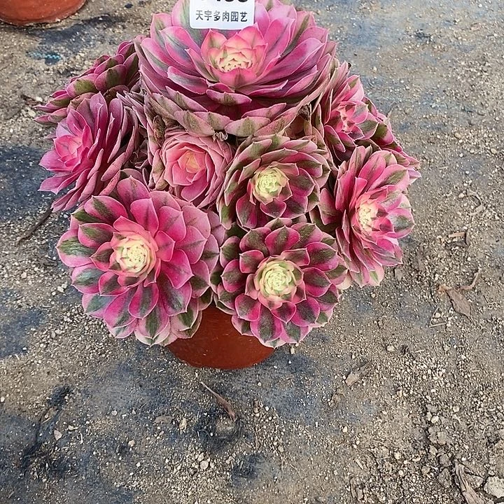 多肉植物倾城438多肉